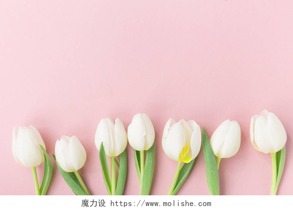 粉色背景墙前的白色郁金香粉红色的背景上的白色郁金香